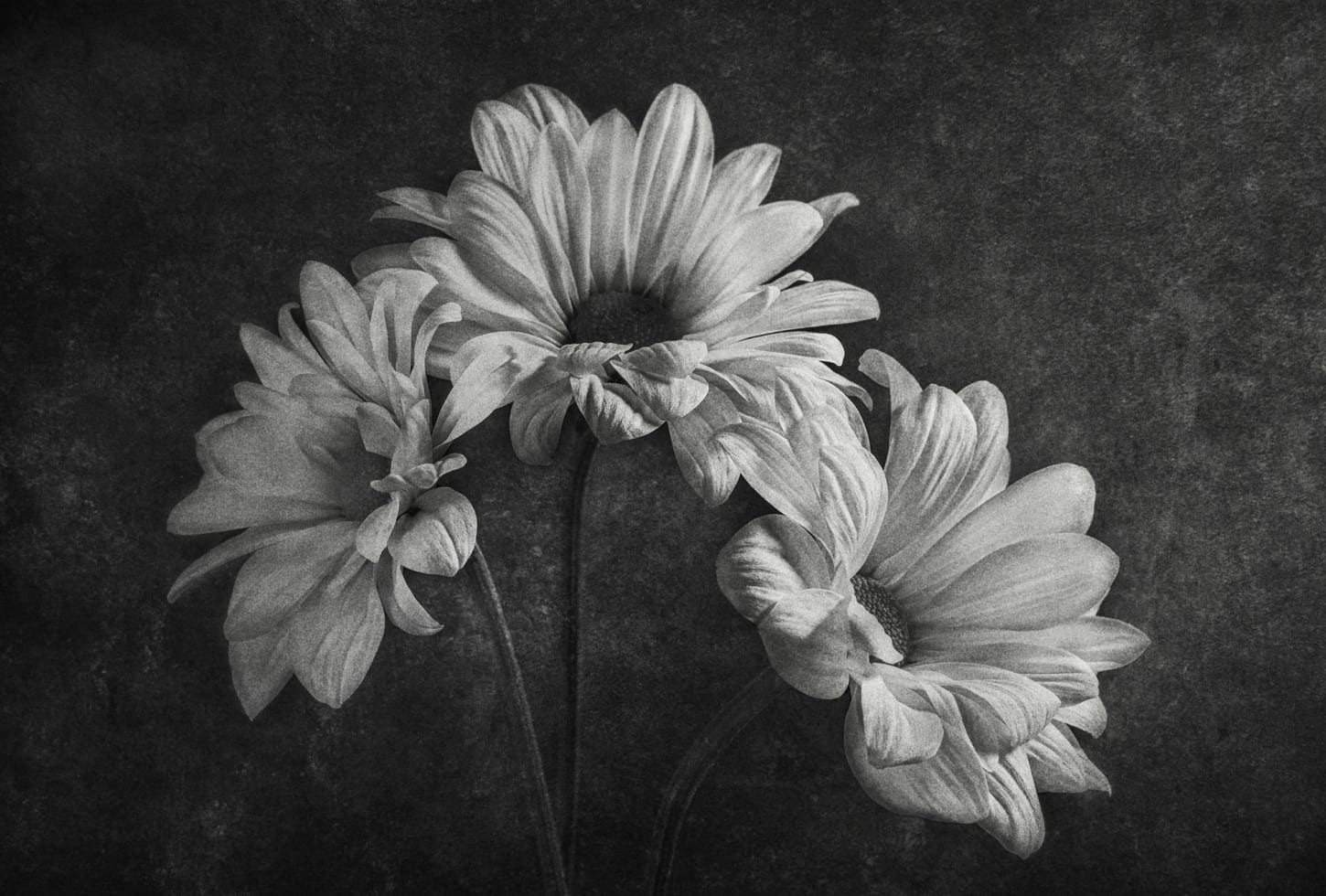 Rebel Walls pilttapeet Graphic Flowers R19144