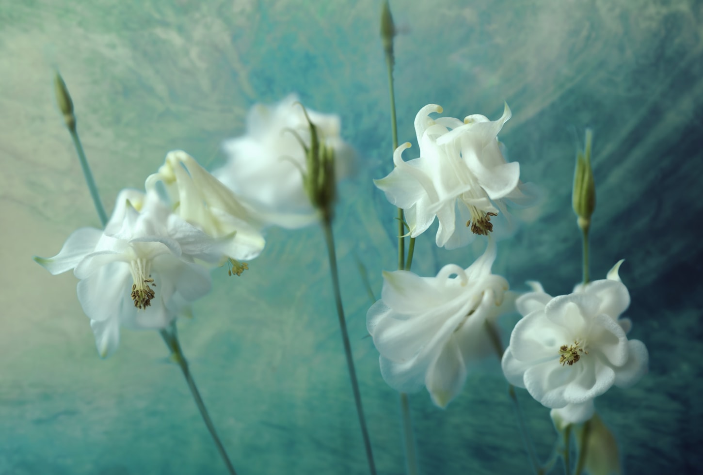 Rebel Walls pilttapeet Aquilegia Flower R19155