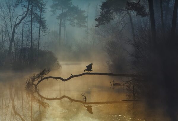 Rebel Walls pilttapeet Morning Lake R19165