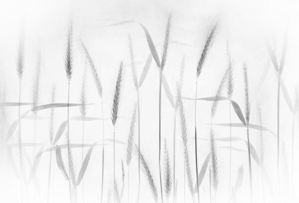 Rebel Walls pilttapeet Grain R19170