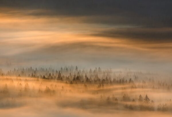 r19171_product Rebel Walls pilttapeet Golden Fir Forest R19171