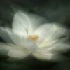 Rebel Walls pilttapeet White Waterlily R19175