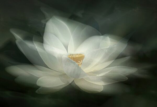Rebel Walls pilttapeet White Waterlily R19175