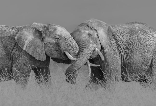 Rebel Walls pilttapeet Elephant Hug R19197