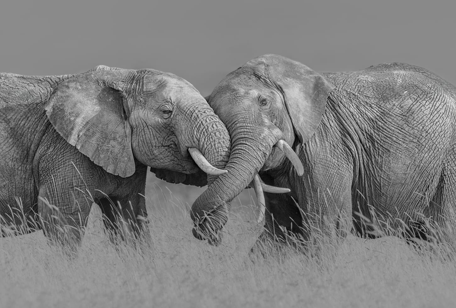 r19197_product Rebel Walls pilttapeet Elephant Hug R19197