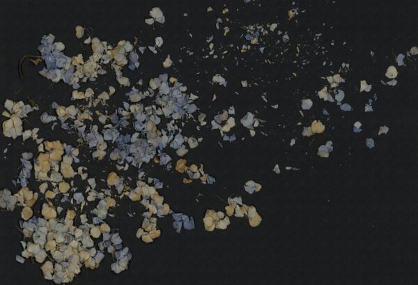 r19297_product Rebel Walls pilttapeet Fragile Beauty, Dark Blue R19297