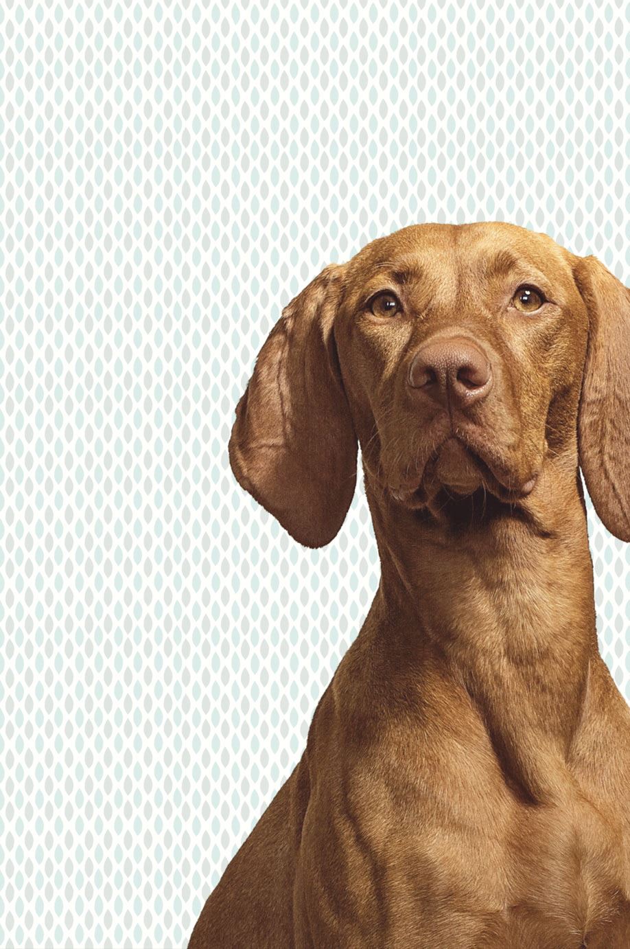 Eijffinger tapeet Wallpower junior 364125