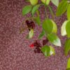 Eijffinger tapeet Carmen 392543