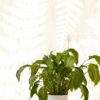 Eijffinger tapeet Wallpower favourites 309019