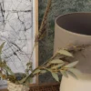 Caselio tapeet Tree Of Life