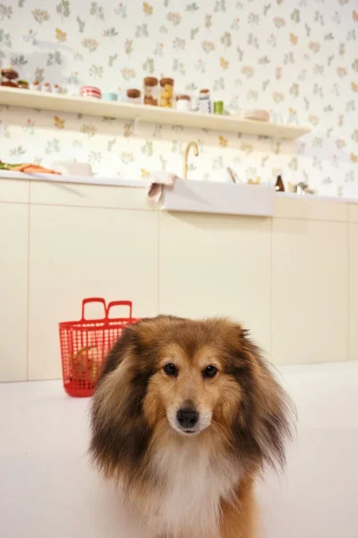 165074 Caselio tapeet Luck