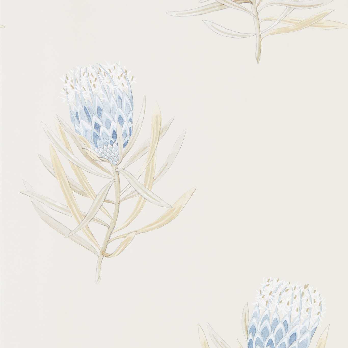 Sanderson tapeet Protea Flower