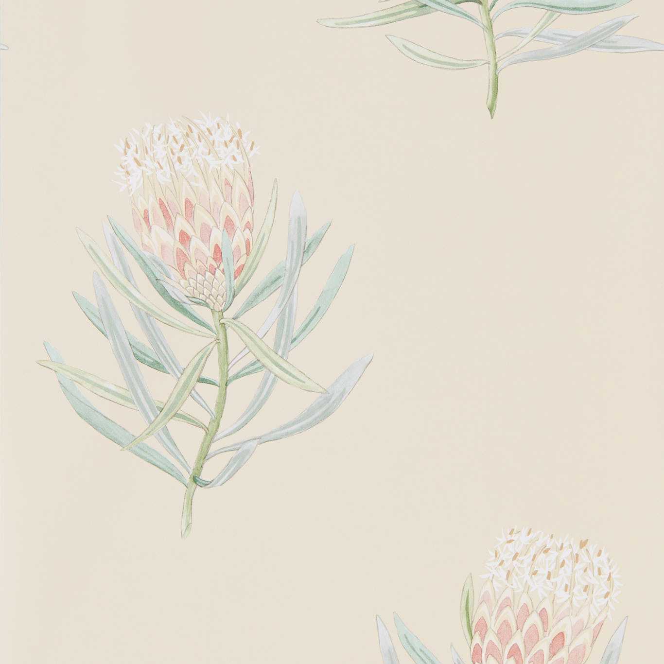 Sanderson tapeet Protea Flower