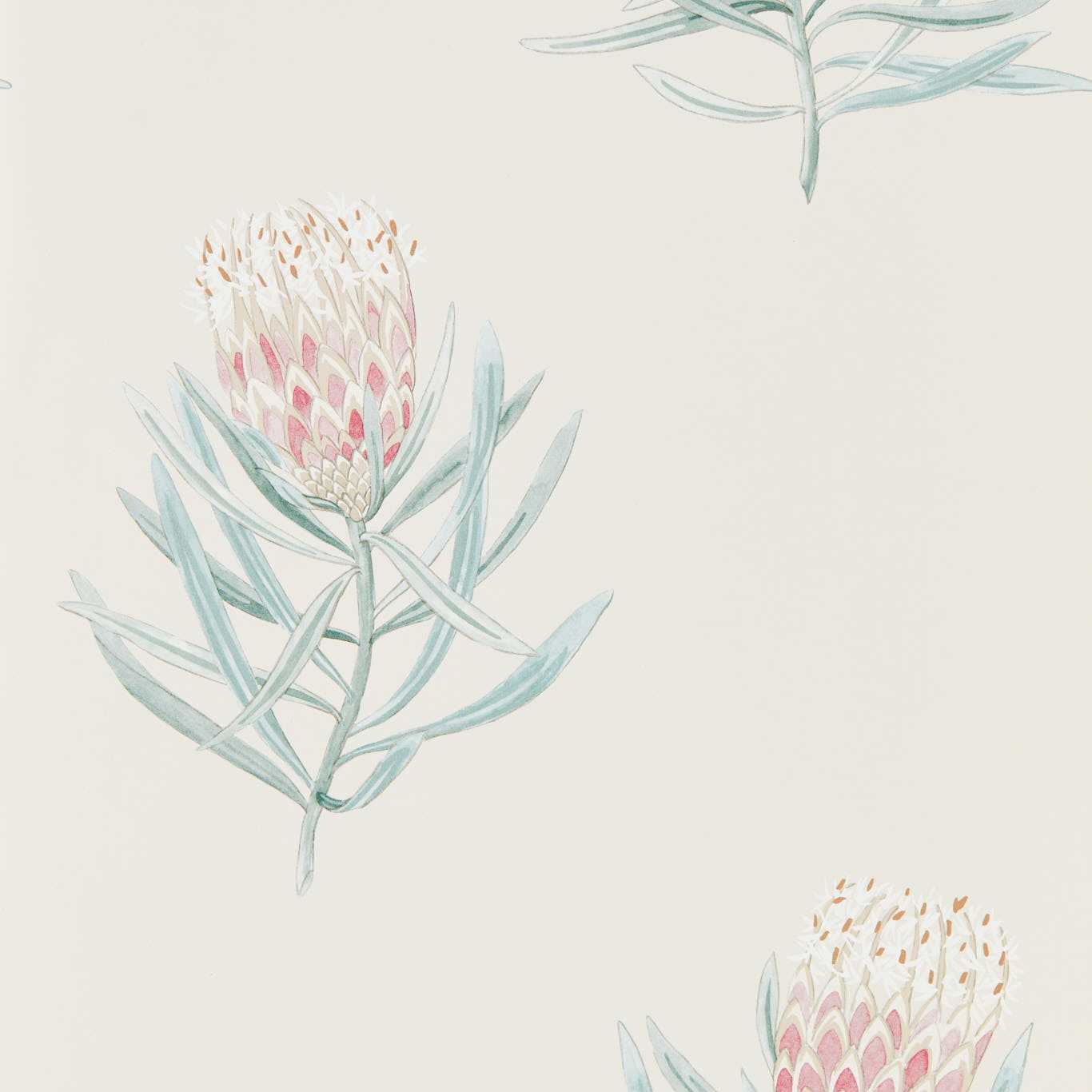 Sanderson tapeet Protea Flower