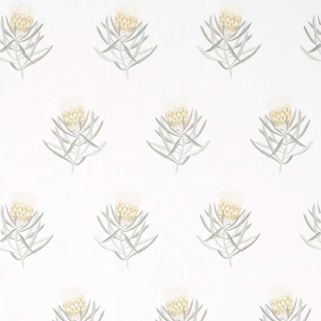 Sanderson kangas Protea Flower
