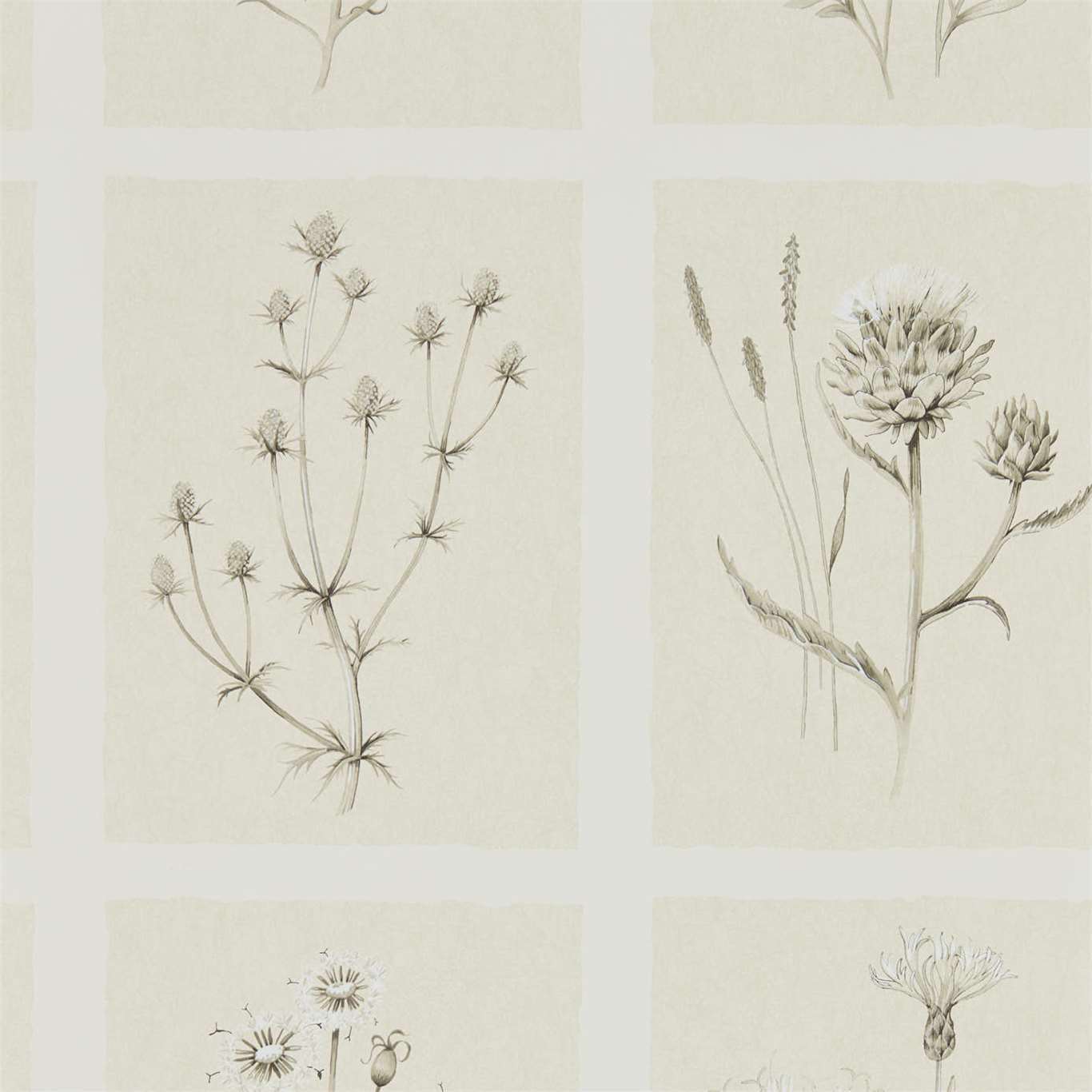 Sanderson tapeet Little Thistles