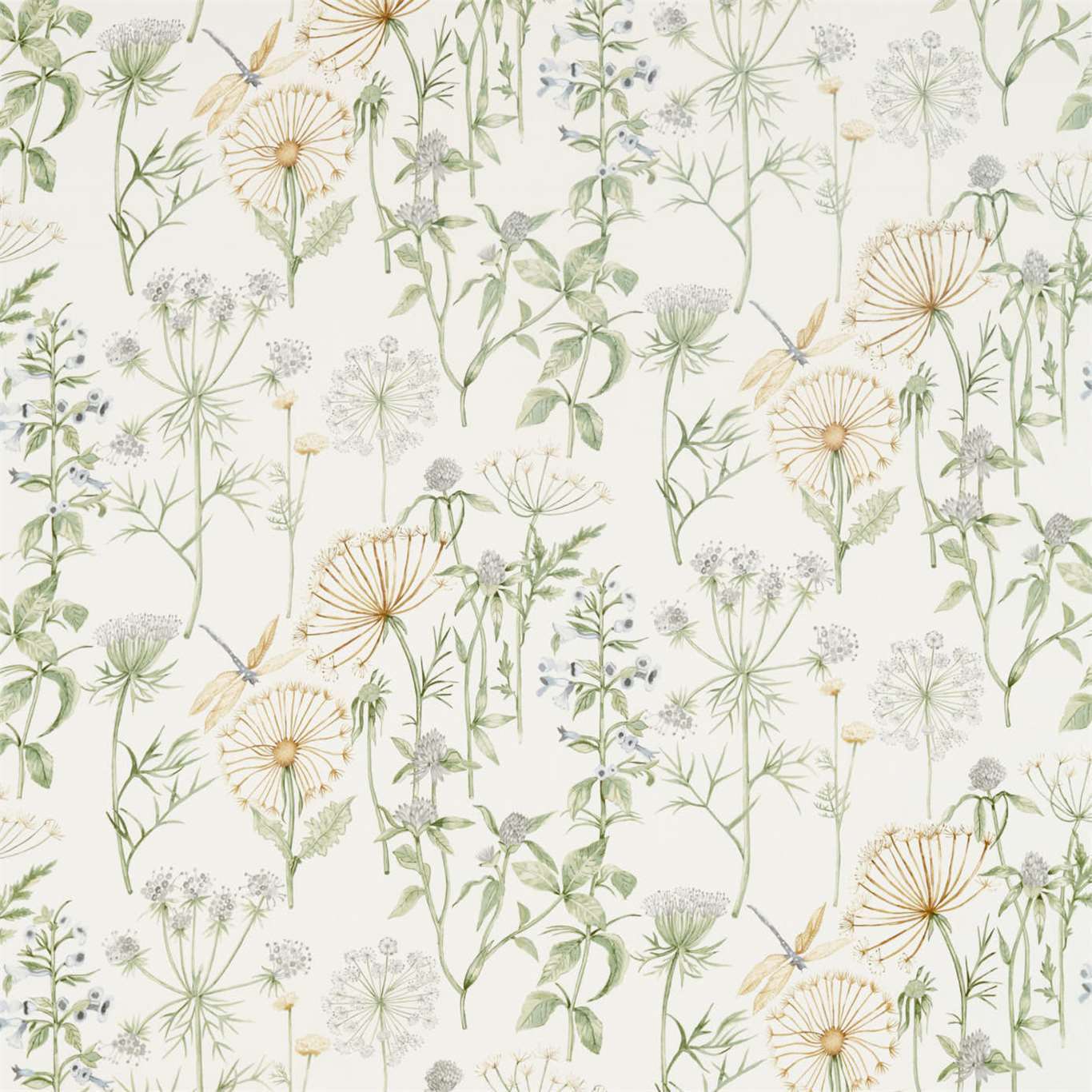 Sanderson kangas Wild Angelica