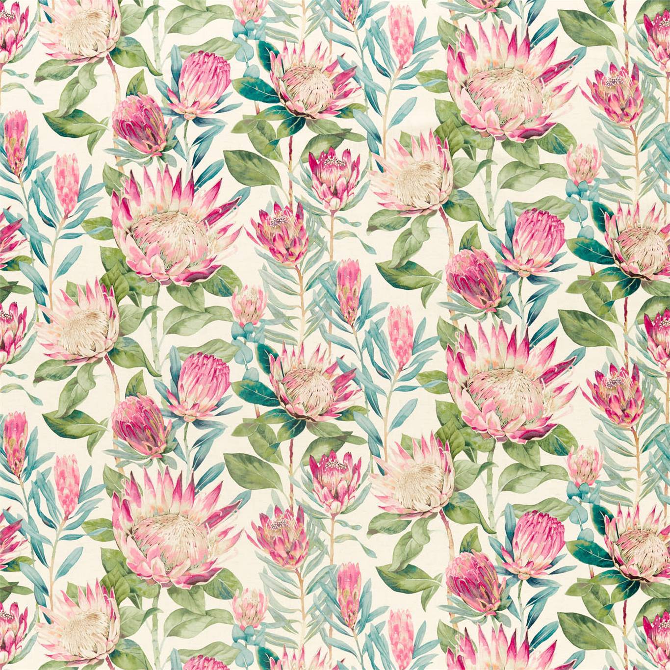 Sanderson kangas King Protea