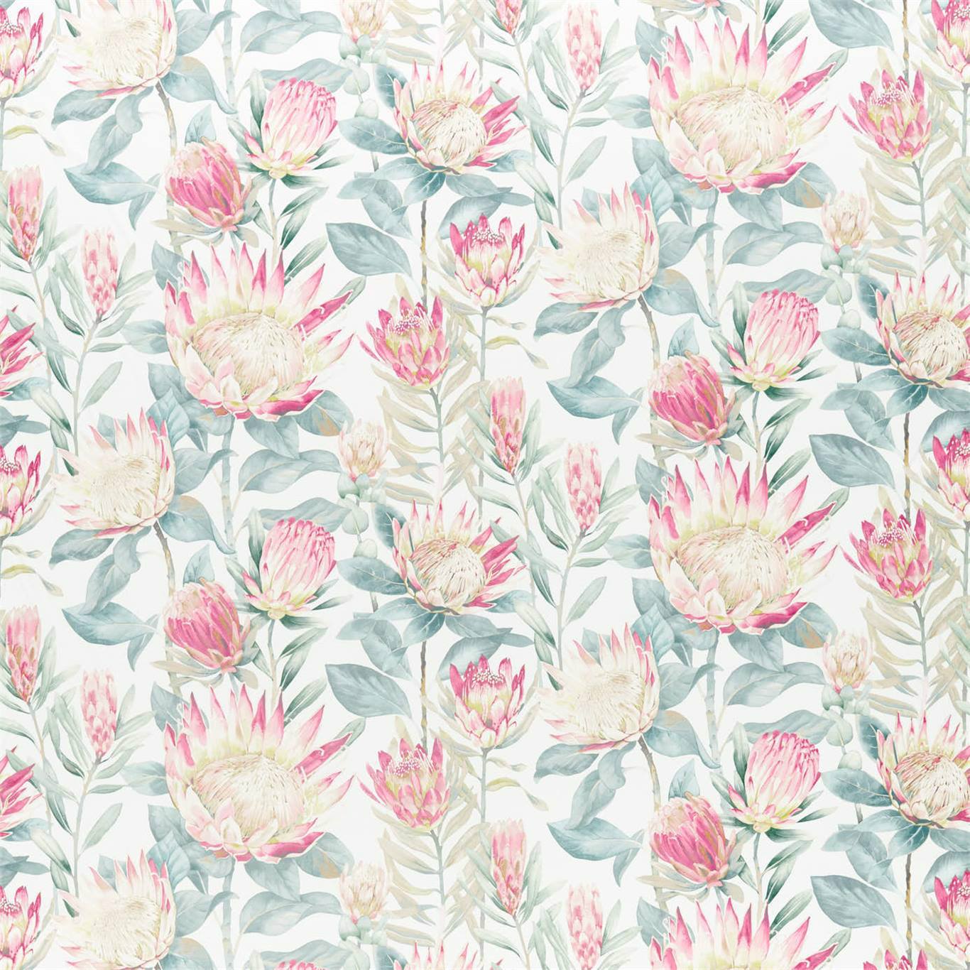 Sanderson kangas King Protea
