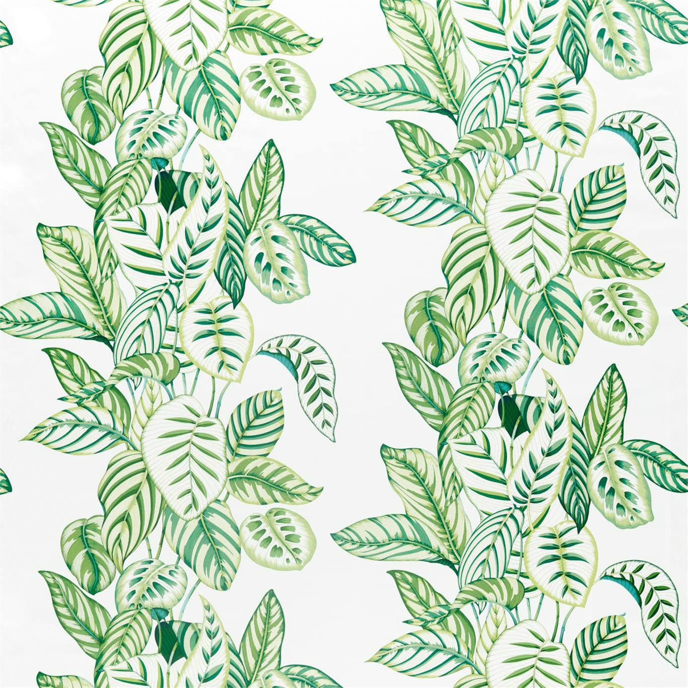 Sanderson kangas Calathea