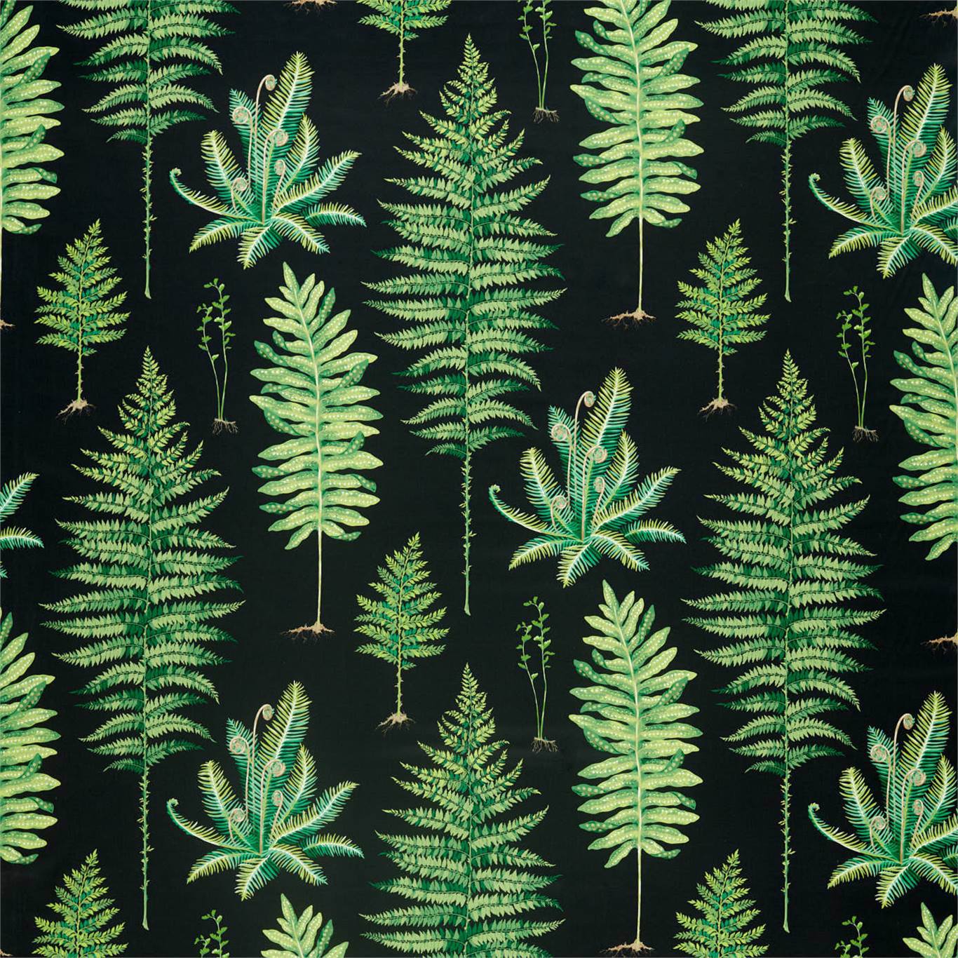 Sanderson kangas Fernery