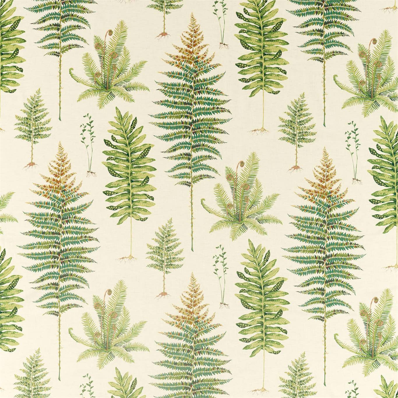 Sanderson kangas Fernery