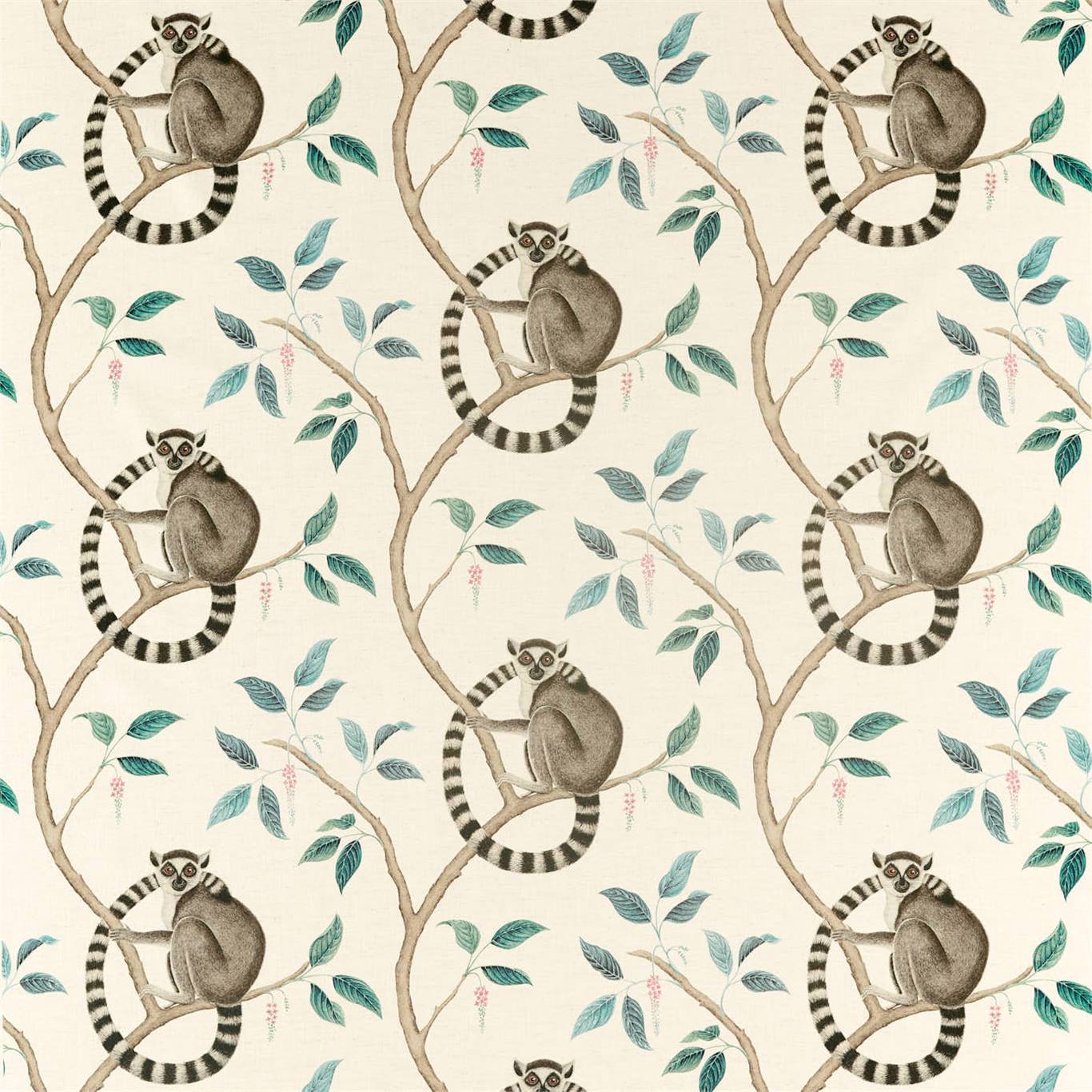 Sanderson kangas Ringtailed Lemur