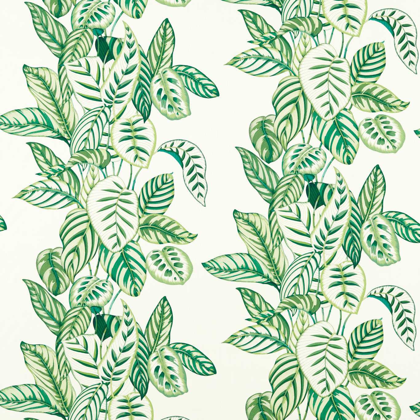 Sanderson kangas Calathea