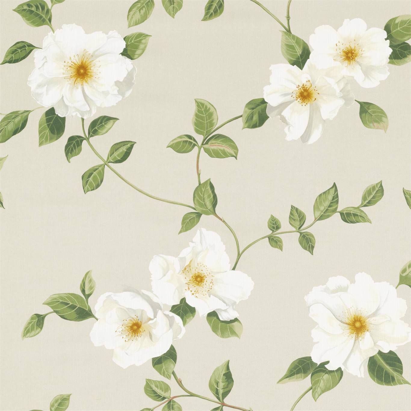 Sanderson kangas Poet`s Rose