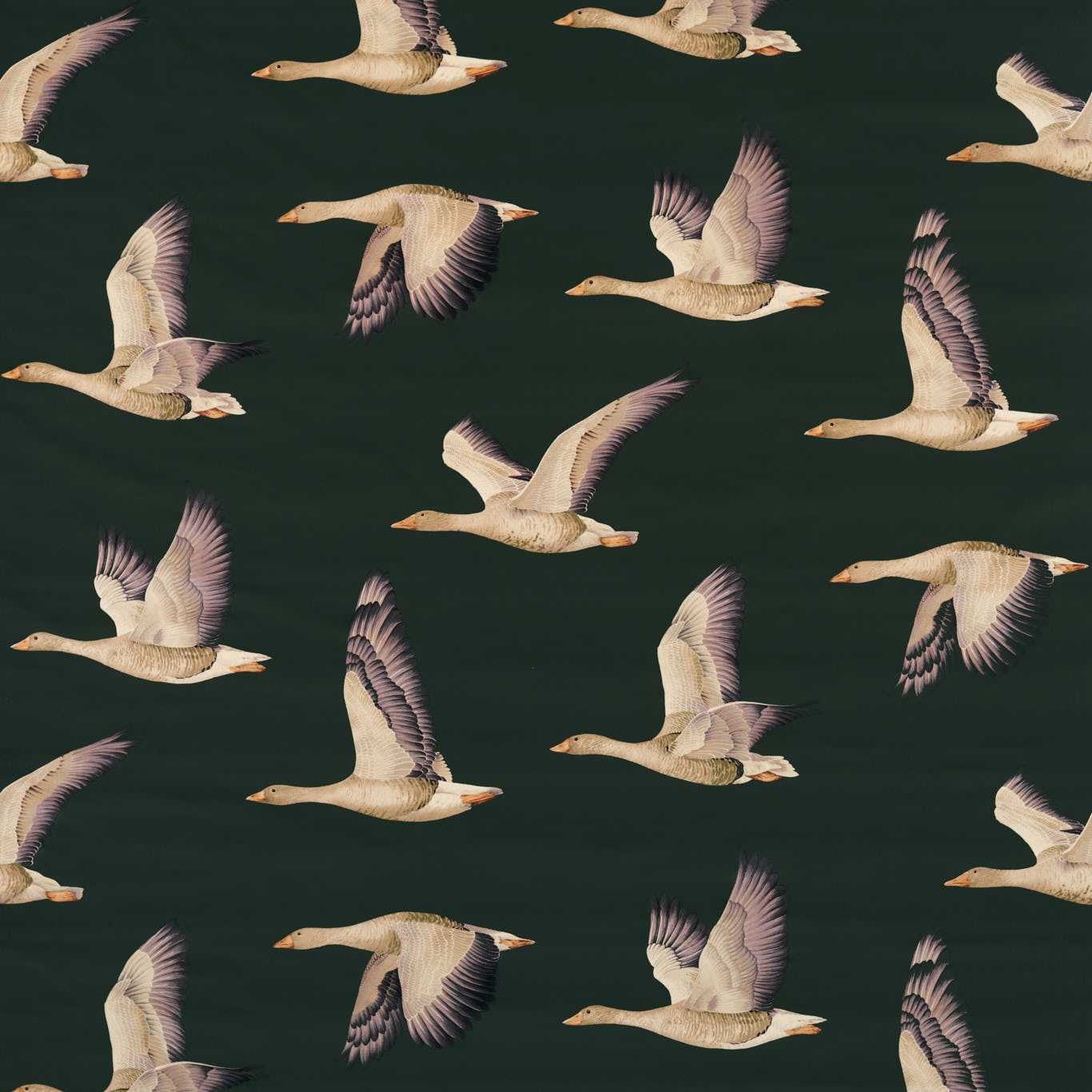 Sanderson kangas Elysian Geese