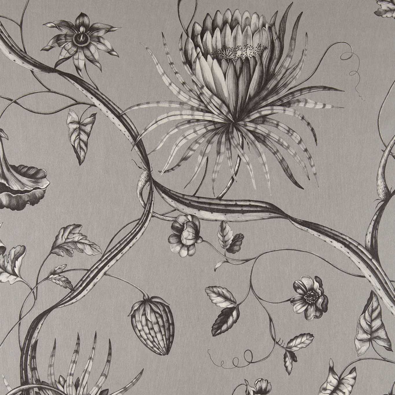 Zoffany tapeet Phaedra