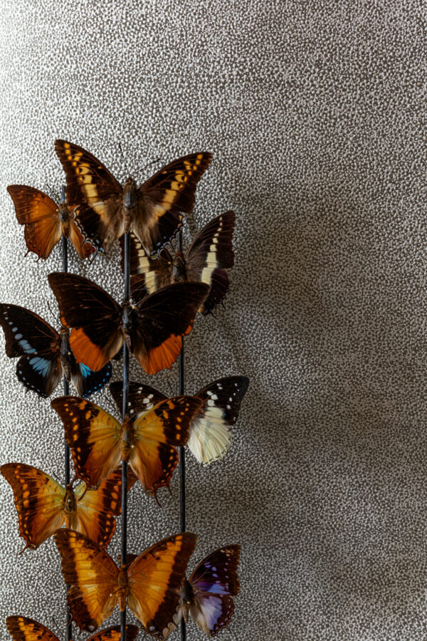 pictcab901-1 Masureel tapeet Iguana Clay