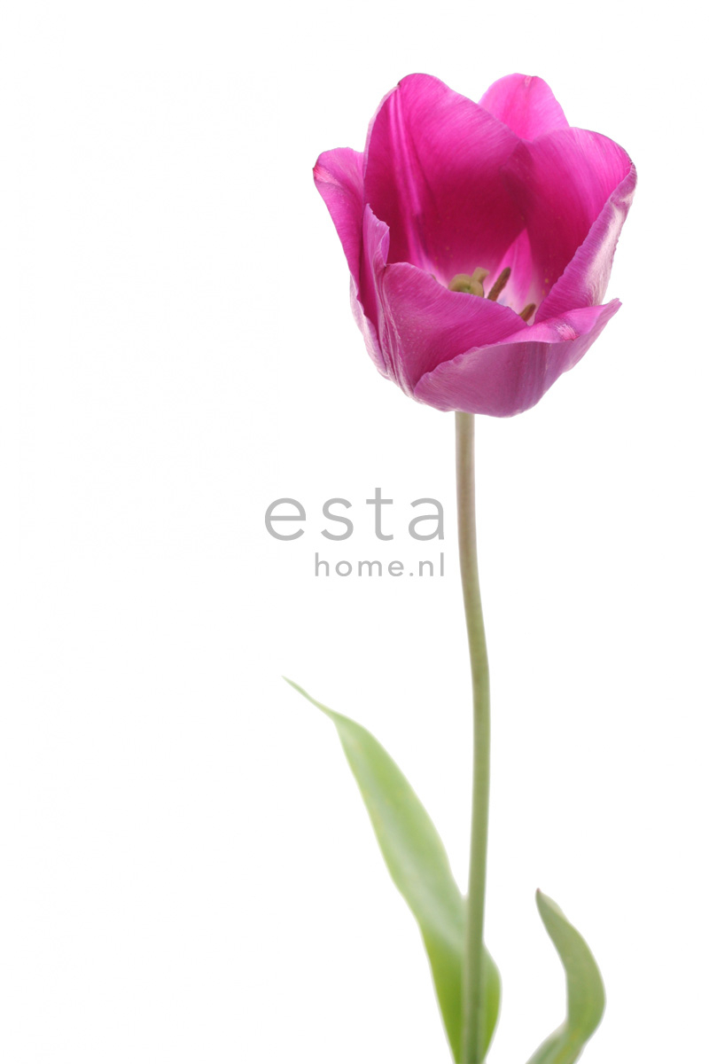 ESTAhome fototapeet tulp - roosa ja roheline