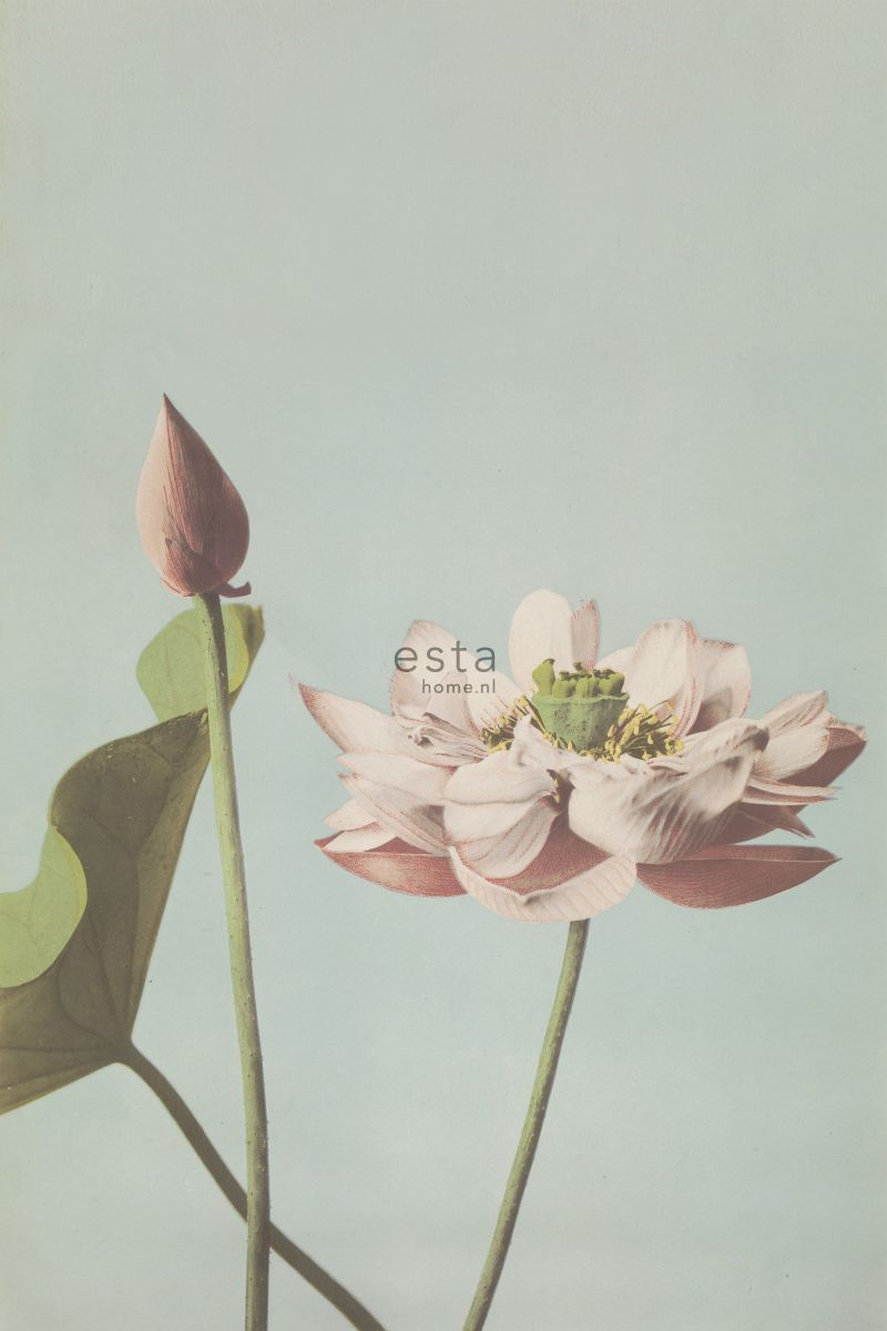 ESTAhome fototapeet lootusõis - antiikroosa