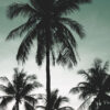 ESTAhome fototapeet palmipuud - petroolroheline