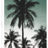 ESTAhome fototapeet palmipuud - petroolroheline