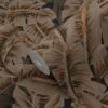 Origin Wallcoverings tapeet palmilehed - roostepruun