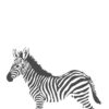 Origin Wallcoverings ise kleepuv seinapilt sebrad must-valge
